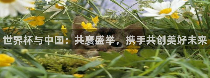 世界杯在线直播入口:世界杯与中国:共襄盛举,携手共创美好未来